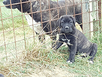 italian mastiff cane corso puppy